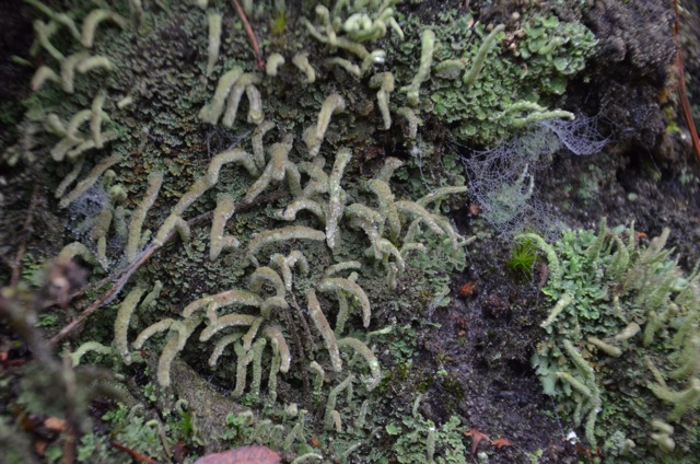 2011 12 A la découverte des lichens 09